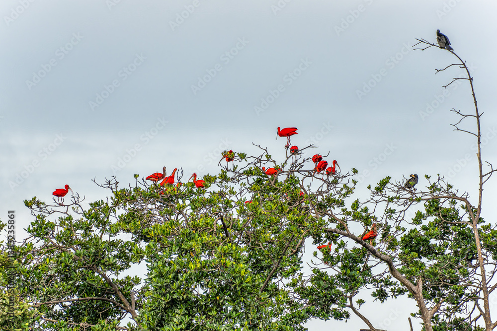 Scarlet ibis flying back home to their sleeping place, Revoada dos guaras on the Delta of the Parnaiba River in Brazil