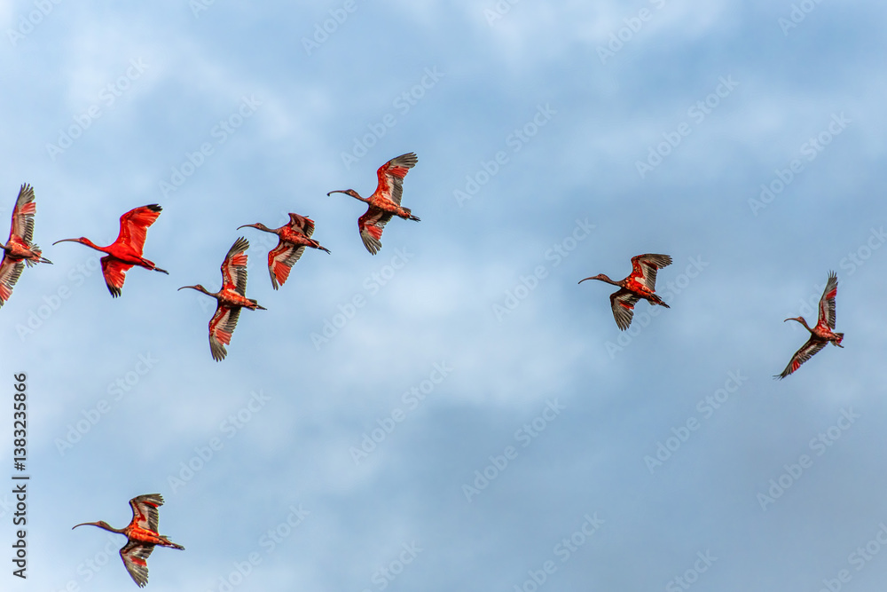 Scarlet ibis flying back home to their sleeping place, Revoada dos guaras on the Delta of the Parnaiba River in Brazil