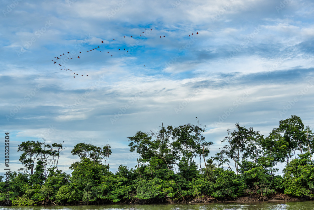Scarlet ibis flying back home to their sleeping place, Revoada dos guaras on the Delta of the Parnaiba River in Brazil