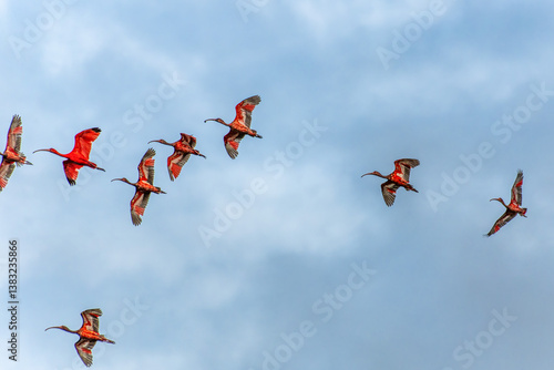 Obraz na płótnie Scarlet ibis flying back home to their sleeping place, Revoada dos guaras on the Delta of the Parnaiba River in Brazil w salonie