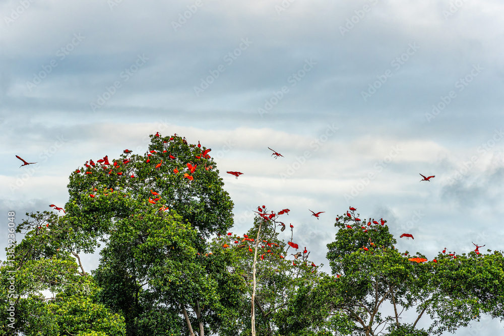 Scarlet ibis flying back home to their sleeping place, Revoada dos guaras on the Delta of the Parnaiba River in Brazil