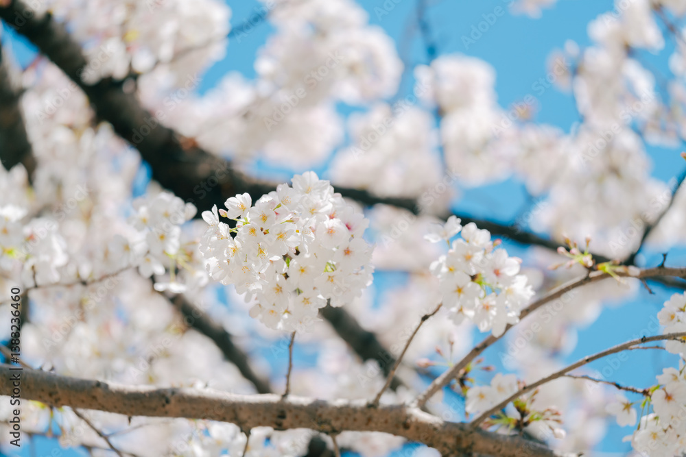 Obraz premium 2025年の有栖川宮記念公園に咲く桜の花