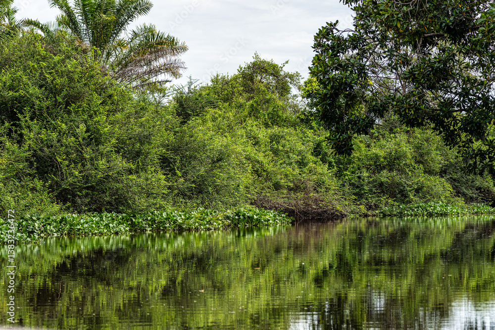 Boat trip on the Igarape do Urubu River, Delta das Americas to Ilha das Canarias, Brazil. South America