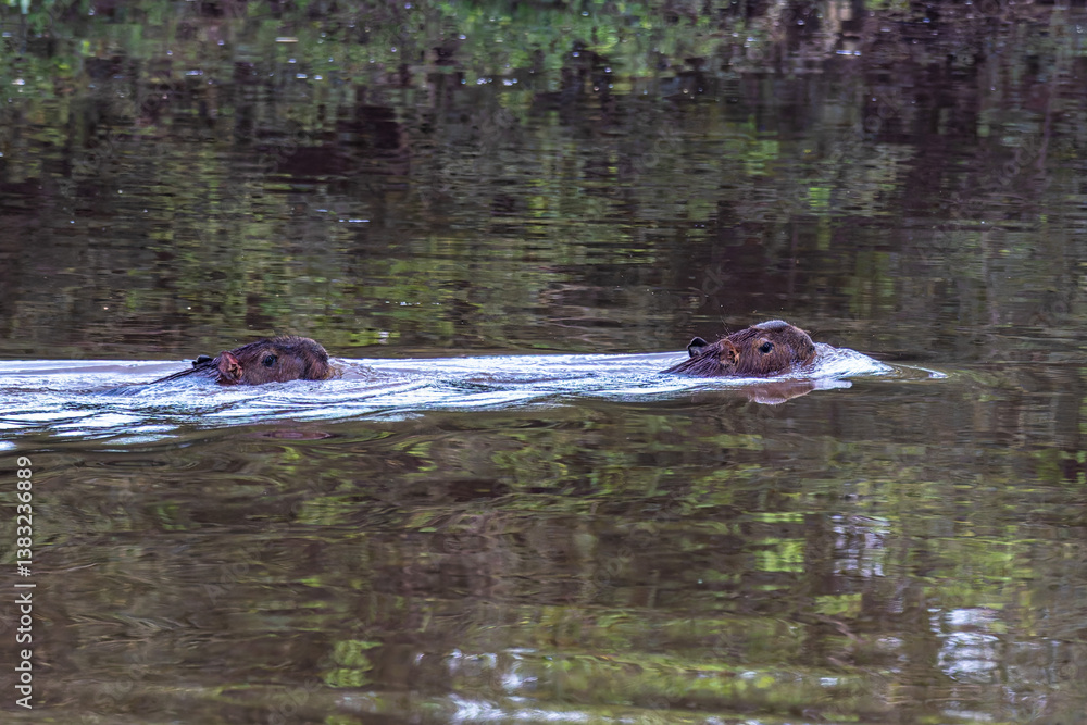 Obraz premium Capybara, Hydrochoerus hydrochaeris at the Igarape do Urubu River, Delta das Americas to Ilha das Canarias, Brazil. South America