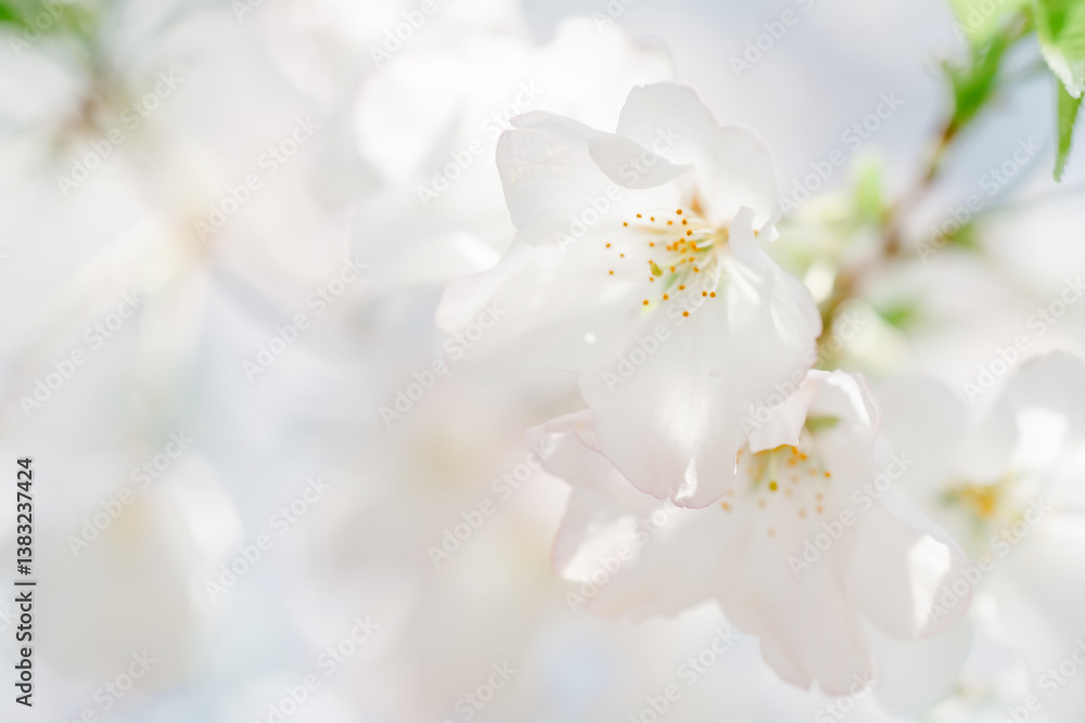 2025年の有栖川宮記念公園に咲く桜の花 2025年の有栖川宮記念公園に咲く桜の花