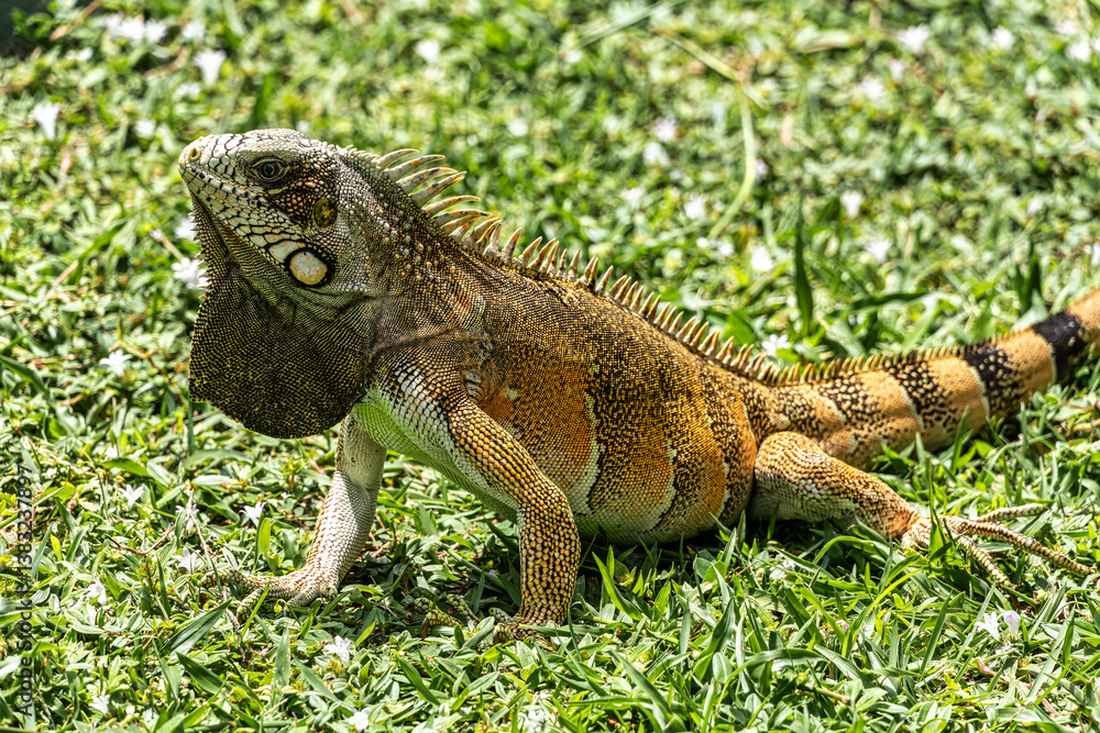 The Green Iguana, Iguana iguana, is a large species of lizard native to Central and South America.