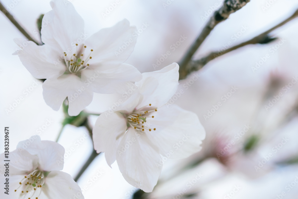 Naklejka premium 2025年の有栖川宮記念公園に咲く桜の花