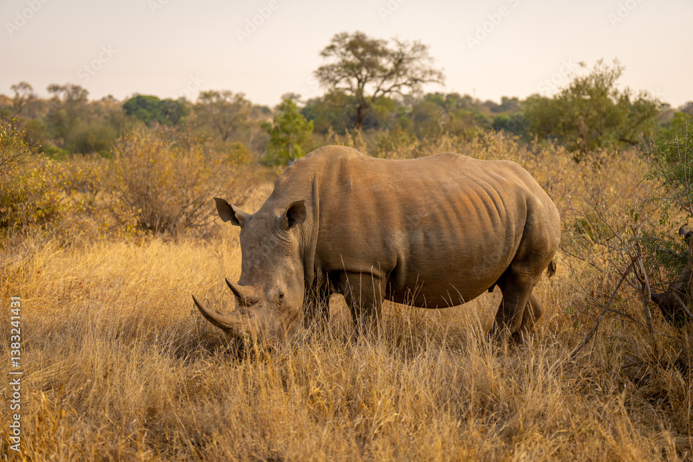 White rhino stands grazing in grassy clearing White rhino stands grazing in grassy clearing