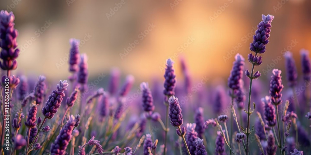 Obraz premium Sunset Lavender Field Blooming Purple Flowers Nature Beauty