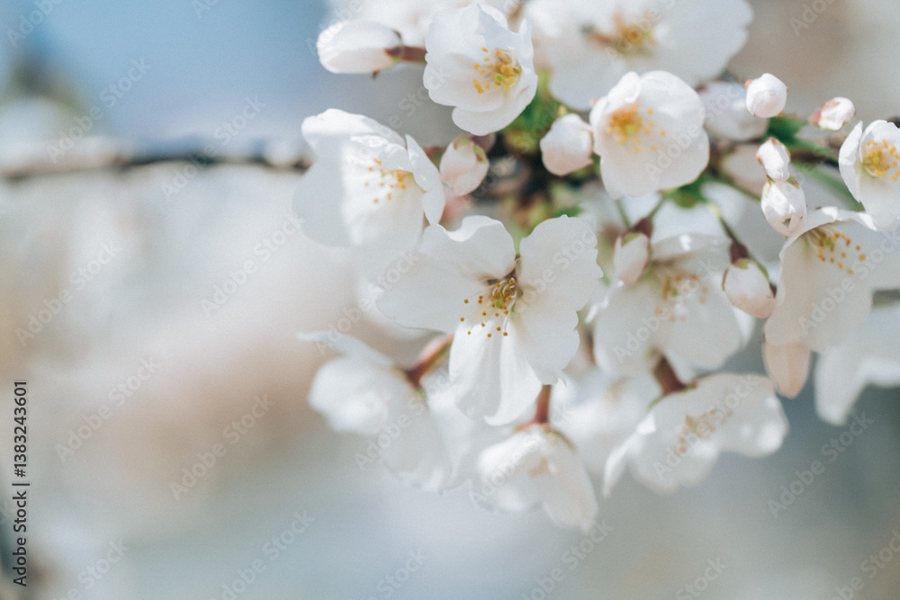 Fototapeta premium 2025年の有栖川宮記念公園に咲く桜の花