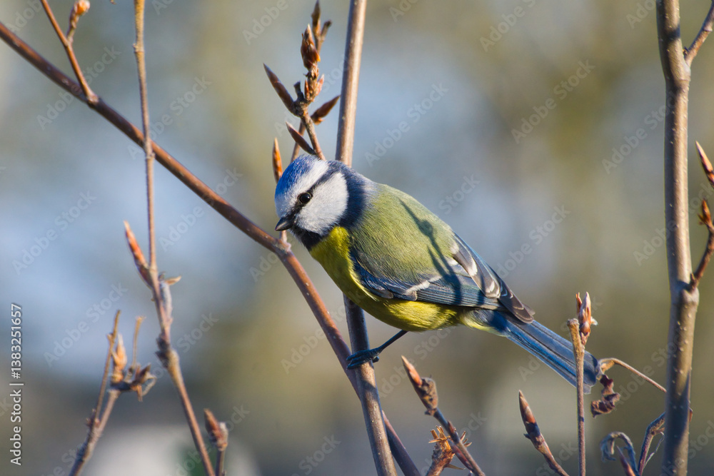 Isolated close up of a blue tit on branch in warm colors Isolated close up of a blue tit on branch in warm colors