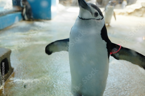 ペンギンの立ち姿