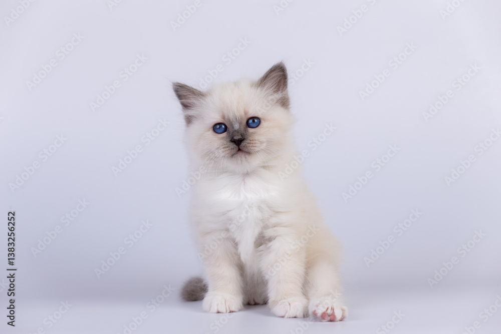Sacred Birman Cat, birma kitten on a white background Sacred Birman Cat, birma kitten on a white background