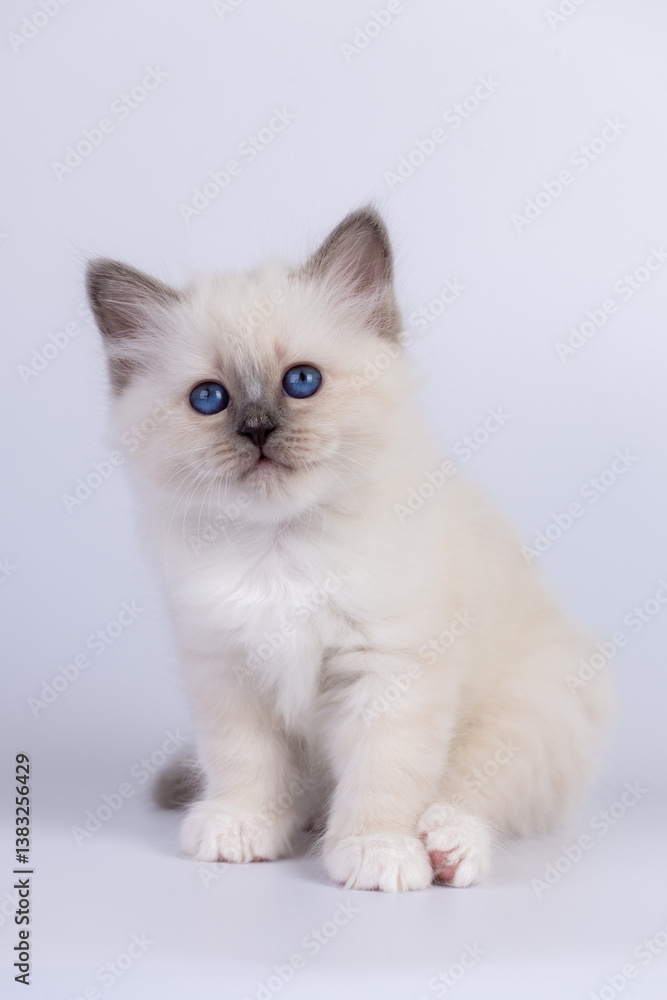 Sacred Birman Cat, birma kitten on a white background Sacred Birman Cat, birma kitten on a white background