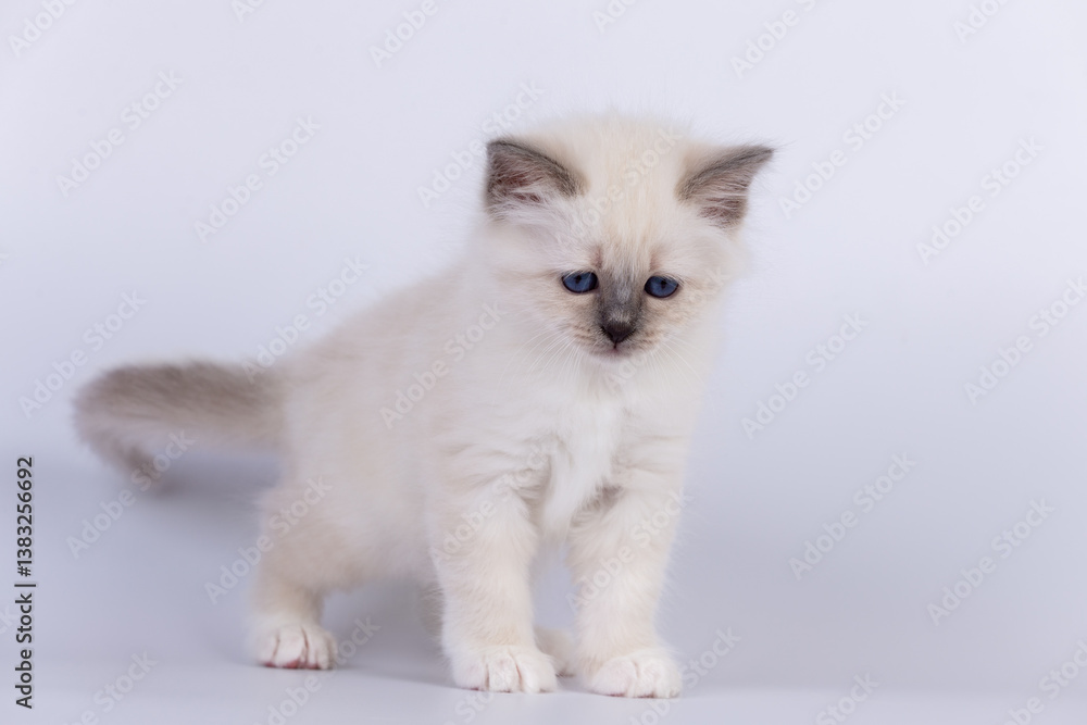 Fototapeta premium Sacred Birman Cat, birma kitten on a white background
