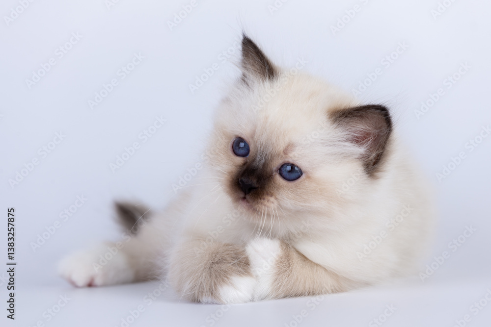 Fototapeta premium Sacred Birman Cat, birma kitten on a white background