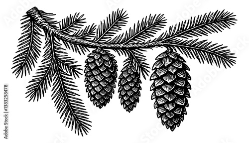Engraved Illustration of Pine Branch with Cones Hanging in Detailed Black and White