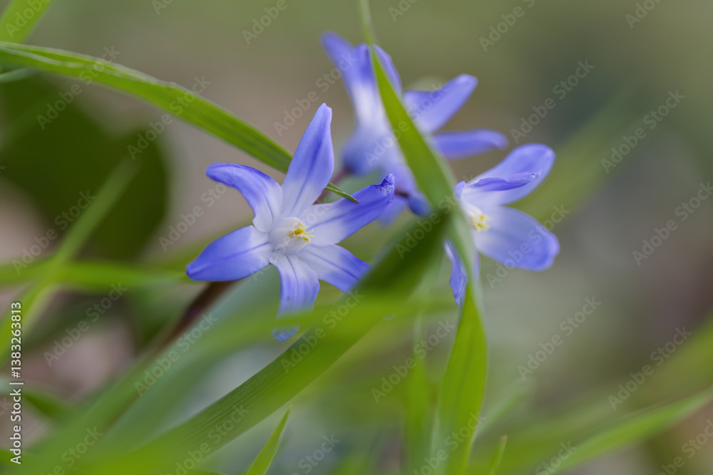 star hyacinth between blades of grass, lonely blue hyacinth, star hyacinth in the undergrowth, pretty Scilla luciliae in March, early bloomer, blue flowers star hyacinth between blades of grass, lonely blue hyacinth, star hyacinth in the undergrowth, pretty Scilla luciliae in March, early bloomer, blue flowers