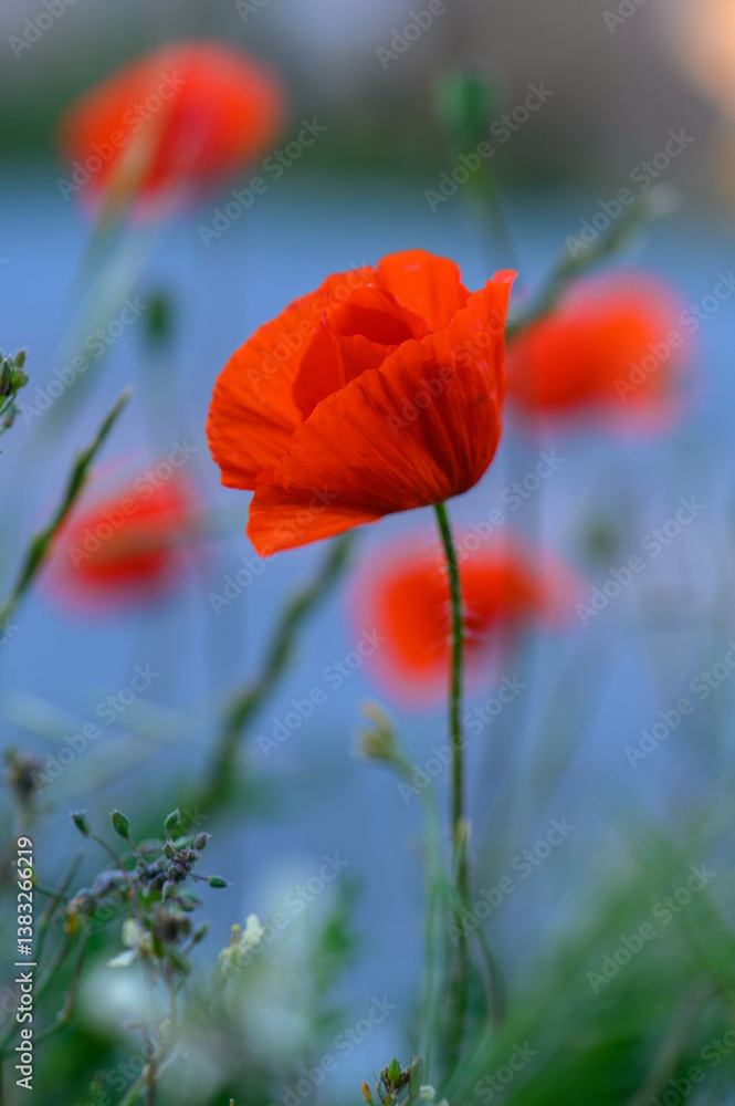 Vivid poppies bloom gracefully by the serene lake, showcasing nature's beauty in vibrant red tones during a warm spring afternoon Vivid poppies bloom gracefully by the serene lake, showcasing nature's beauty in vibrant red tones during a warm spring afternoon