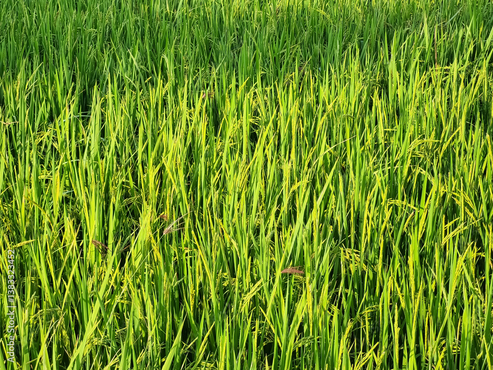 Close-up Paddy fields rice rural scenery green farmland fields in Indonesia Close-up Paddy fields rice rural scenery green farmland fields in Indonesia