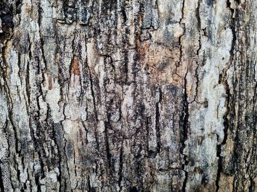 Wallpaper Mural Close up detail of teak tree bark (Tectona grandis). Natural texture background  Torontodigital.ca