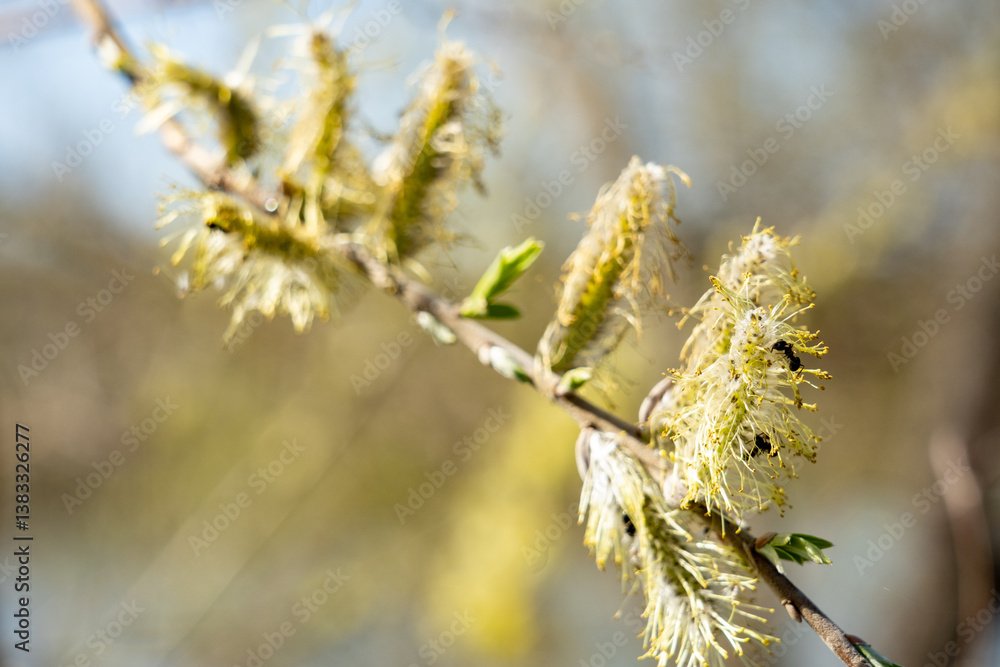 Blooming branches reveal delicate yellow flowers in spring season Blooming branches reveal delicate yellow flowers in spring season