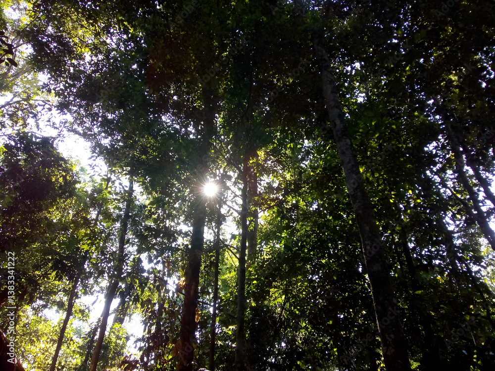 Obraz premium sun between trees