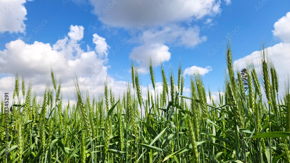 Obraz premium In the April spring, a wheat field in the heading stage displays a scene of abundance beneath white clouds.