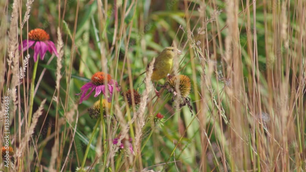 Female Summer Tanager eating from a flower in sunny atmosphere Female Summer Tanager eating from a flower in sunny atmosphere