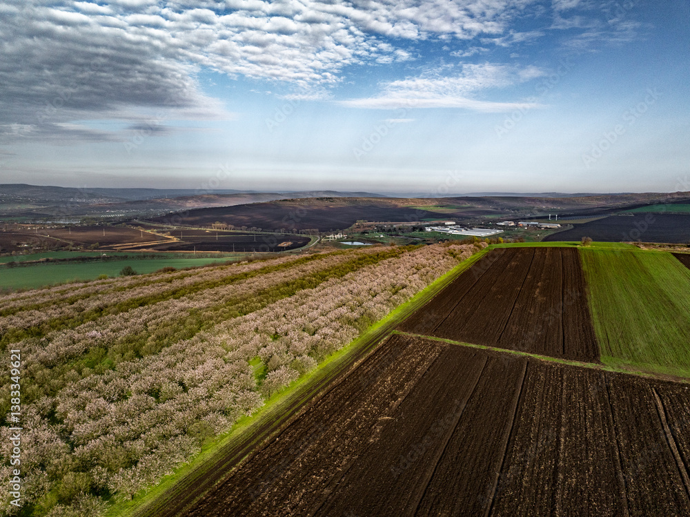 Aerial view of green fields contrasting with plowed black fields and blooming almond tree rows in the field with a blue sky, clouds, and a farm in the background