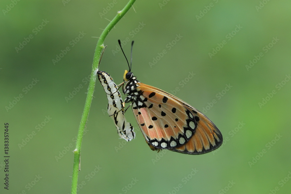 Obraz premium butterfly on a flower