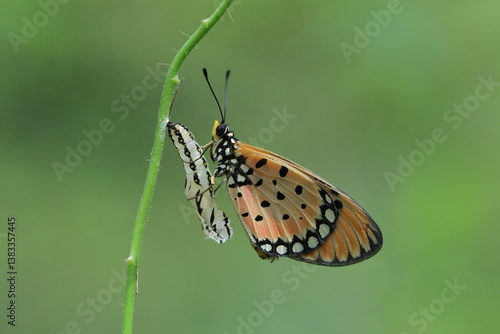 butterfly on a flower