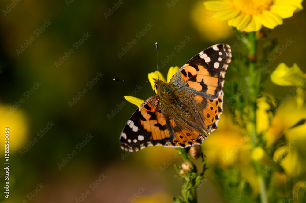 Colorful butterfly resting on vibrant yellow flowers in a sunlit garden during springtime blossoms Colorful butterfly resting on vibrant yellow flowers in a sunlit garden during springtime blossoms