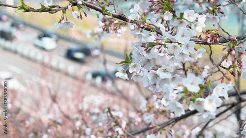 Spring Flower Cherry Blossoms Filmed With the Han River and Moving Cars in Seoul, Korea