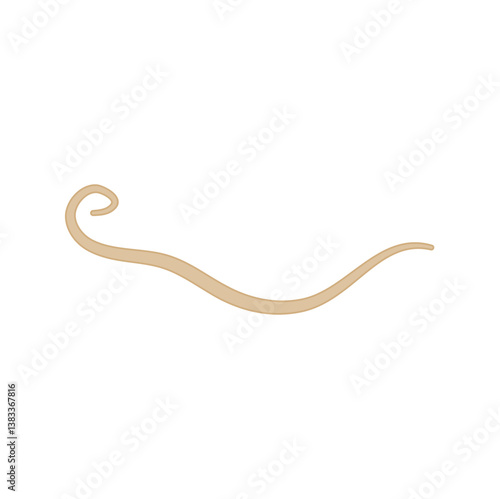 Ascaris Lumbricoides Human Worm Parasite