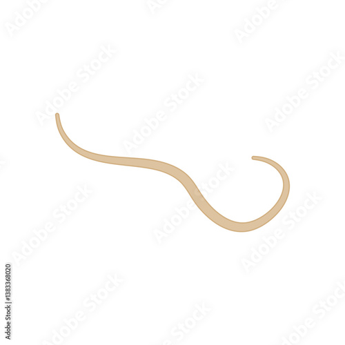 Ascaris Lumbricoides Human Worm Parasite