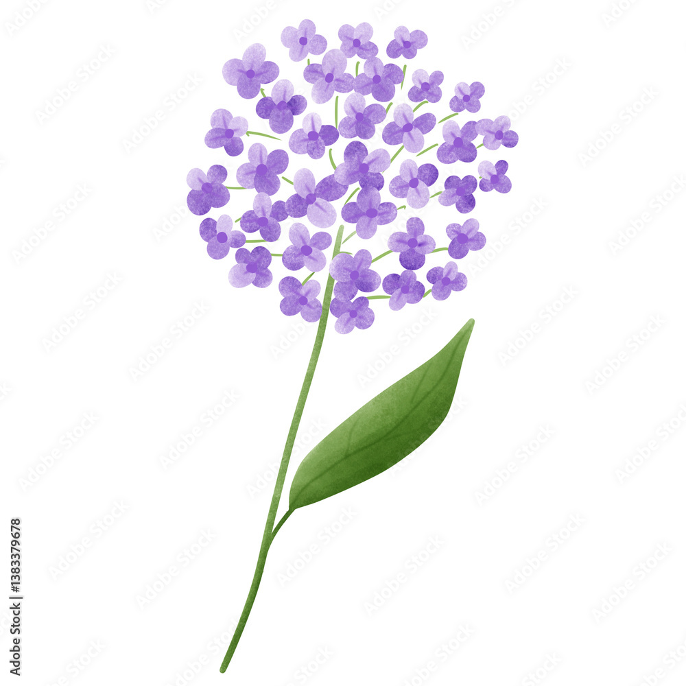 hydrangea hydrangea