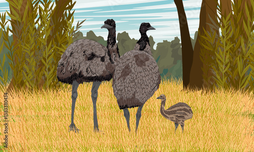 Family of emu walking on dry grass near forest. Mother, father and chick of emu. Realistic vector landscape