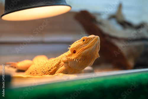 Pogona vitticeps, or bearded dragon, is basking under a heat lamp in a terrarium, enjoying the warmth and light provided by the specialized equipment