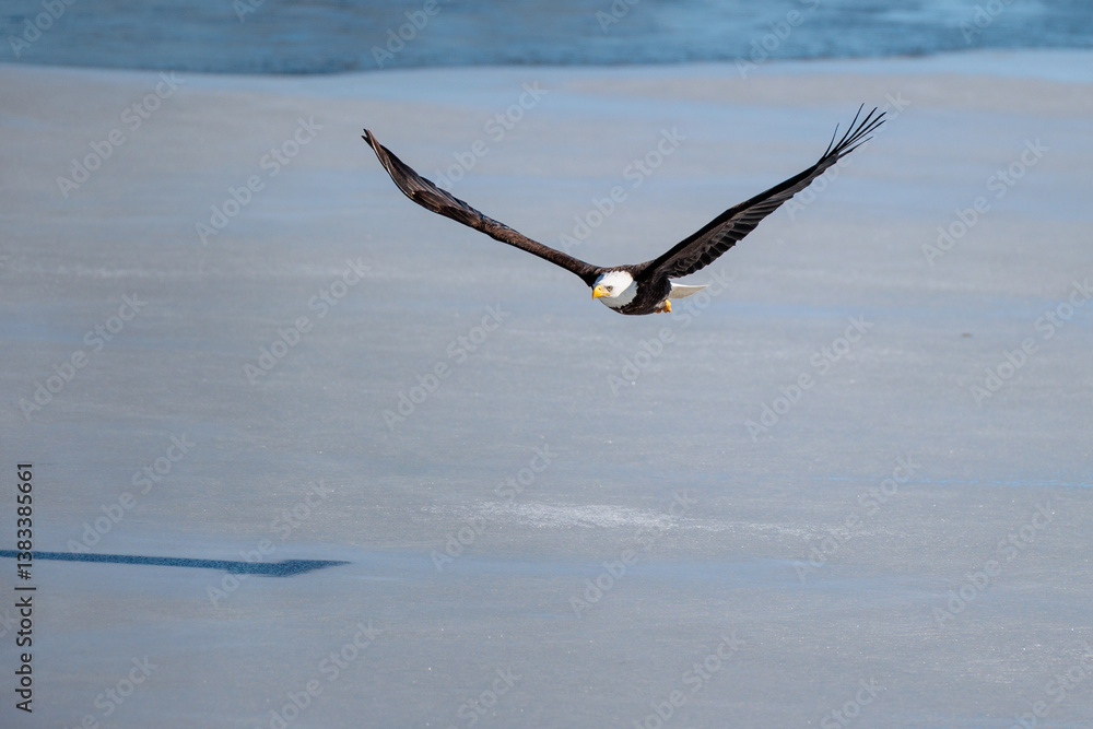 Bald eagle in flight over the frozen backwaters along the Mississippi River in La Crosse, Wisconin in March Bald eagle in flight over the frozen backwaters along the Mississippi River in La Crosse, Wisconin in March