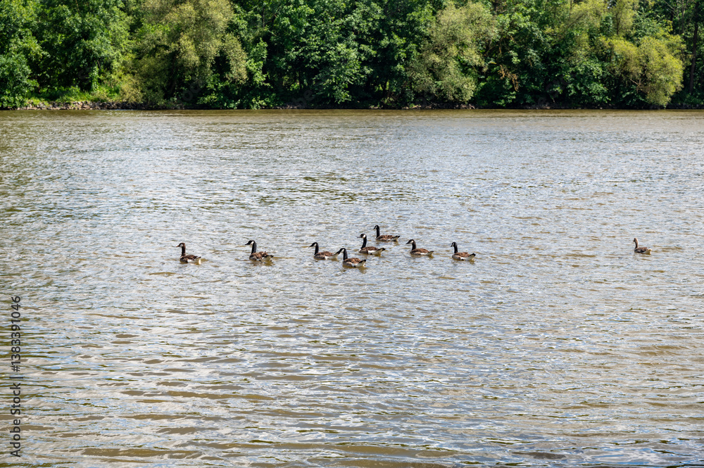 Many Canada geese ( Branta canadensis ) swimming in the water near the river bank Many Canada geese ( Branta canadensis ) swimming in the water near the river bank