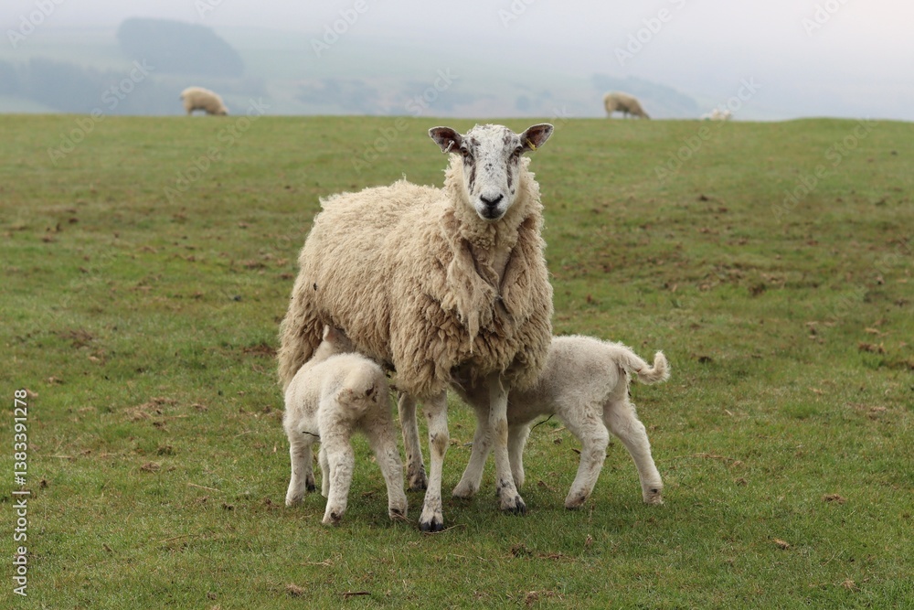 Fototapeta premium Sheep with small lambs in a grassy field in springtime