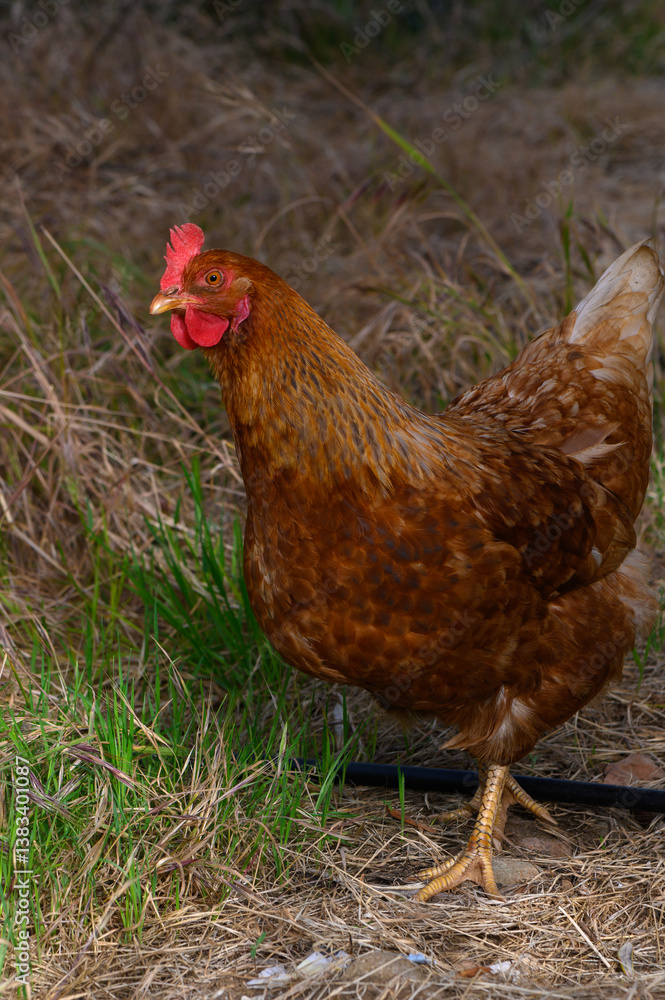 Fototapeta premium Brown chicken foraging through grass on a sunny afternoon in a rustic countryside setting