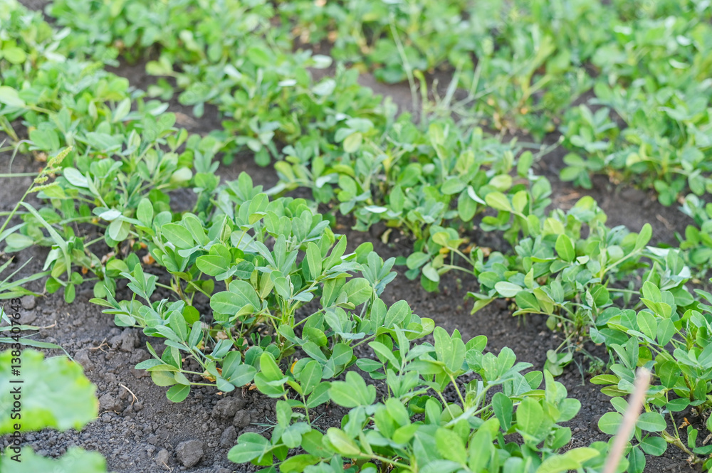 growing green beds with peanuts. rows of peanuts grow on the farm. growing green beds with peanuts. rows of peanuts grow on the farm.