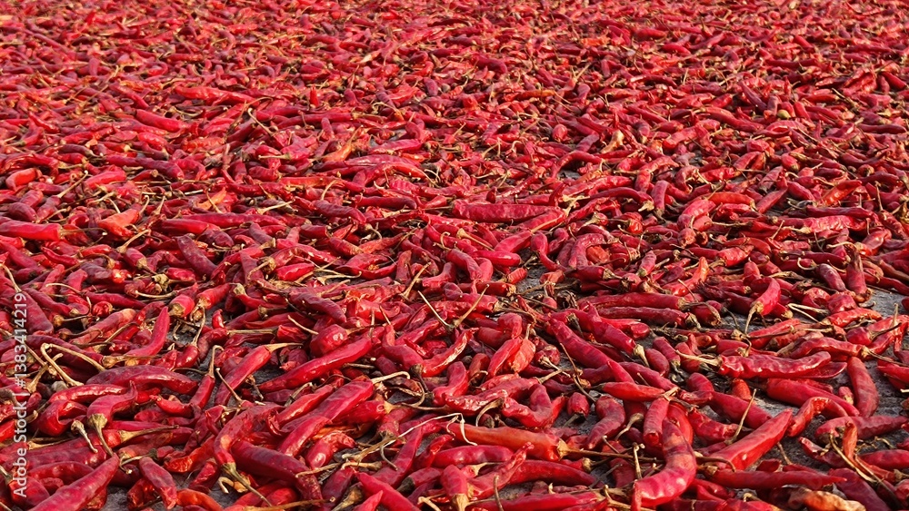 Fototapeta premium dried red hot chili peppers