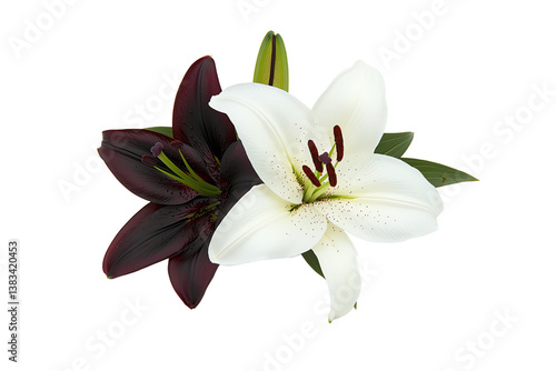 A pair of vibrant lilies, one white and one deep red, showcasing delicate petals and striking details.