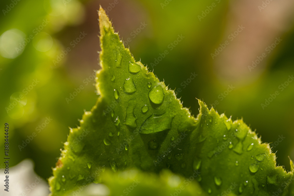 Vista ultra macro delle punte di una foglia verde, con gocce d'acqua, su sfondo sfuocato e dai colori vivaci