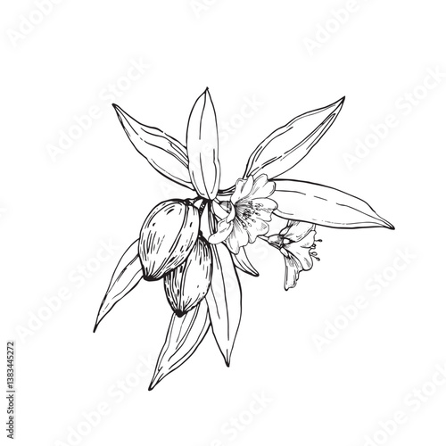 Almond branch vector illustration hand drawn with ink. Leaves, flowers and fruits of the walnut tree isolated on white background. Element for label design