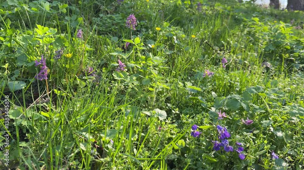 Wild flowers in the grass. Wild flowers in the grass.