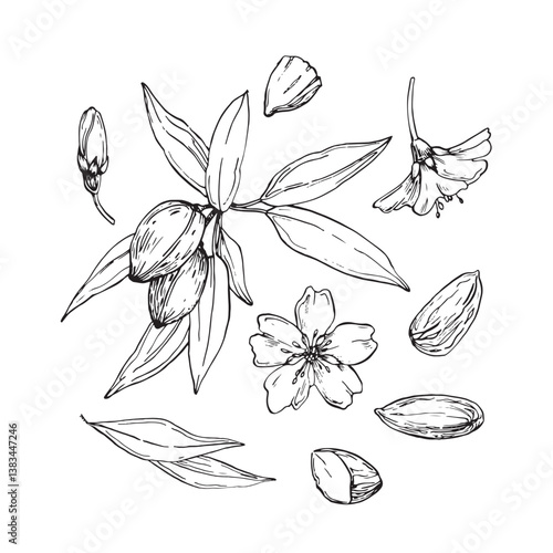 Almond set of vector illustrations hand drawn with ink. Black and white nuts, flowers, branches and leaves. Objects for food and drink label design